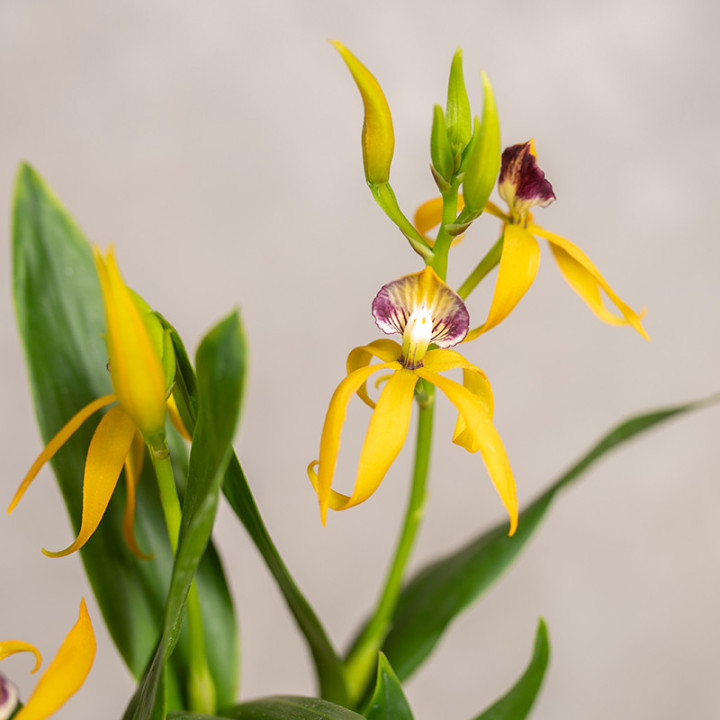 Storczyk Encyclia | Tomaszewski