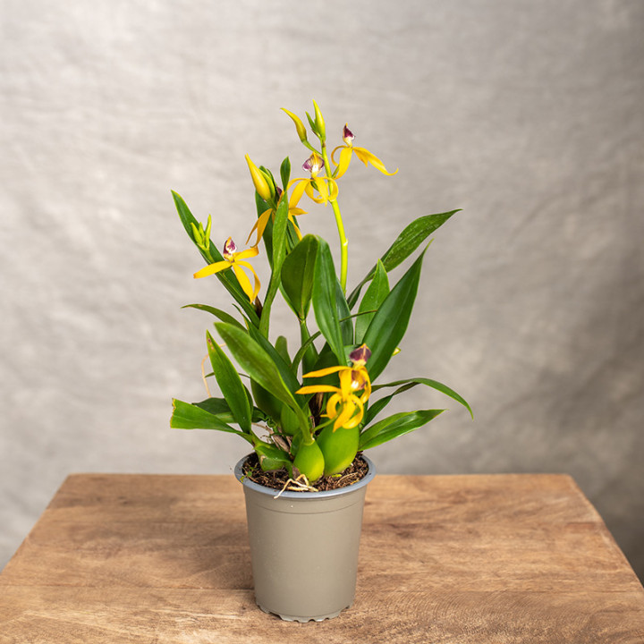 Storczyk Encyclia | Tomaszewski