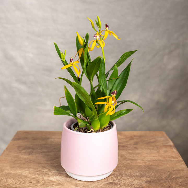 Storczyk Encyclia | Tomaszewski