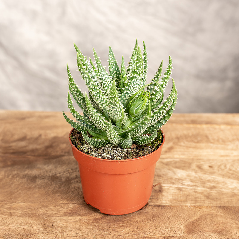 Aloes niski | Mały