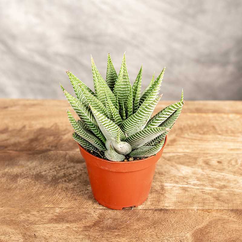 Haworsja 'Spider White'