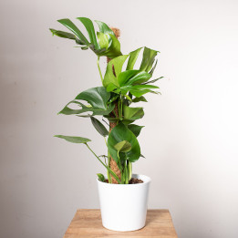 Monstera na pniu | Tomaszewski