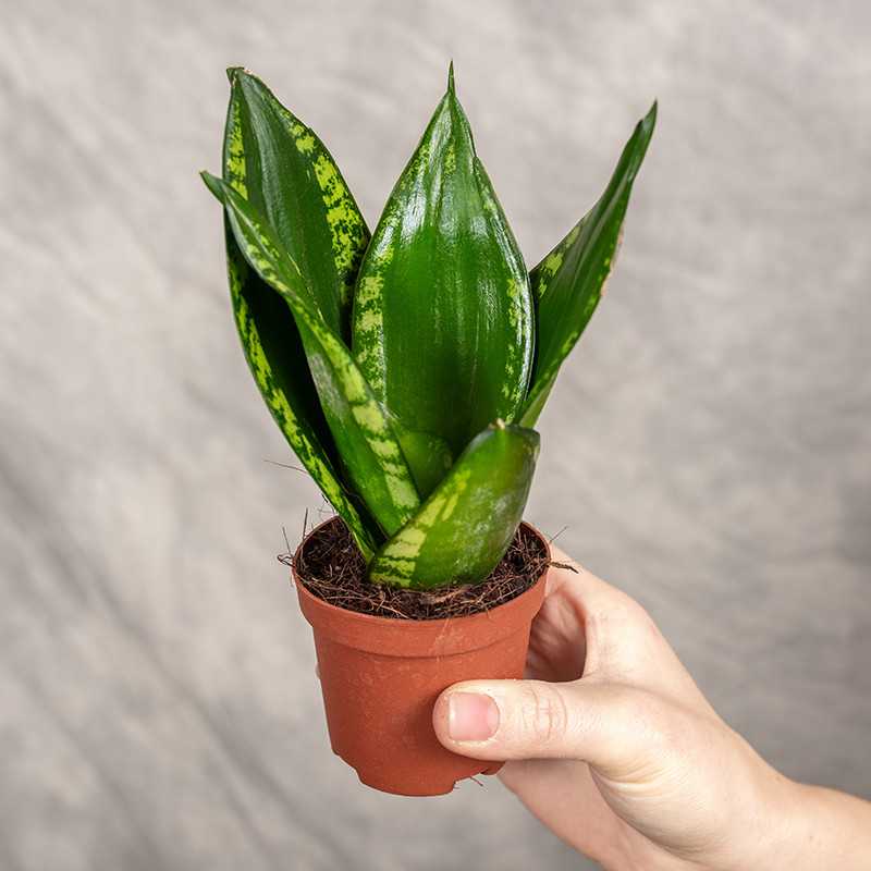 EMP サンセベリアLoop's PRIDE / SA342 Sansewieria 'Loop's Pride Hahnii' | Mini