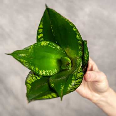 EMP サンセベリアLoop's PRIDE / SA342 Sansewieria 'Loop's Pride Hahnii' | Mini