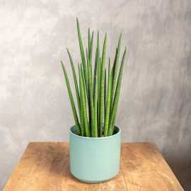 Sansewieria 'Mikado' | Mała