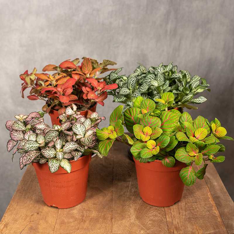 Fittonia MIX