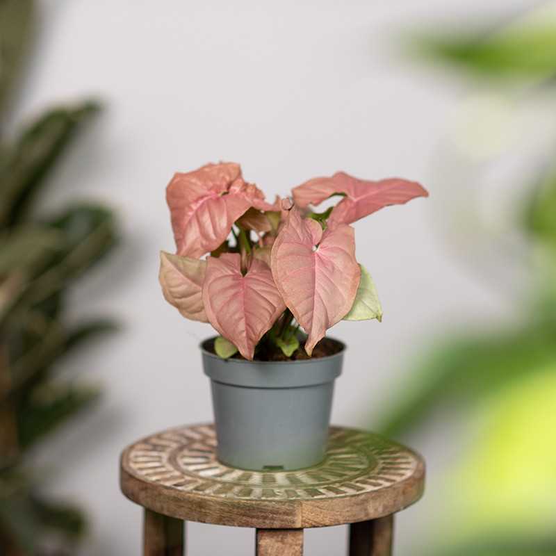 Syngonium 'Red Heart' | Małe