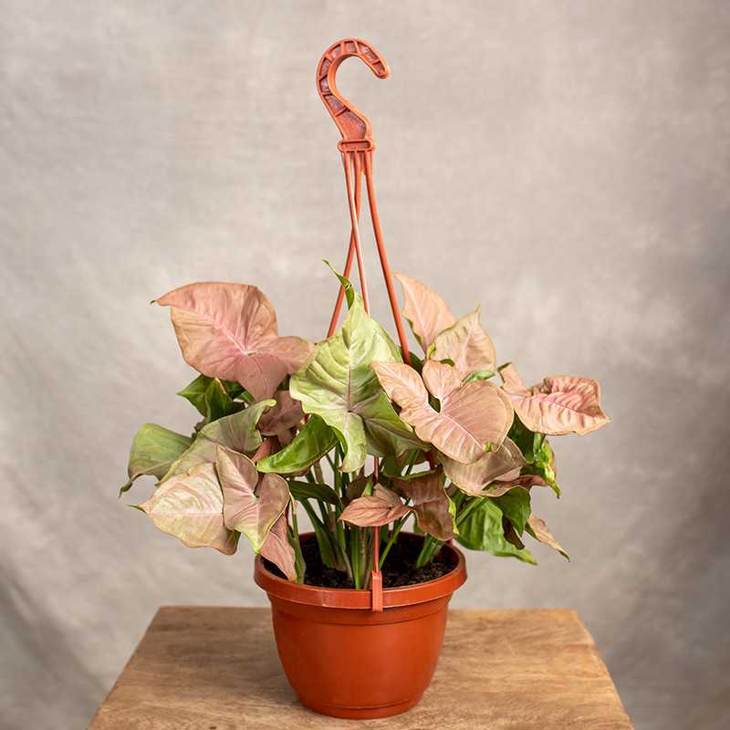 Syngonium 'Red Heart' |...