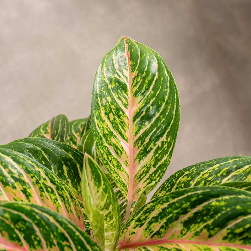 Aglaonema 'Cocomelon'