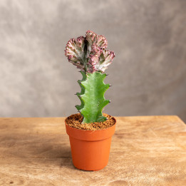 Kaktus Euphorbia szczepiona - wilczomlecz