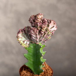 Kaktus Euphorbia szczepiona - wilczomlecz