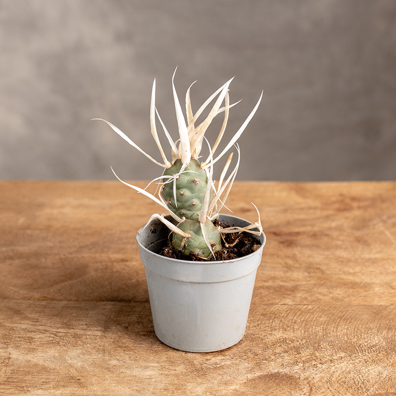 Kaktus Tephrocactus...