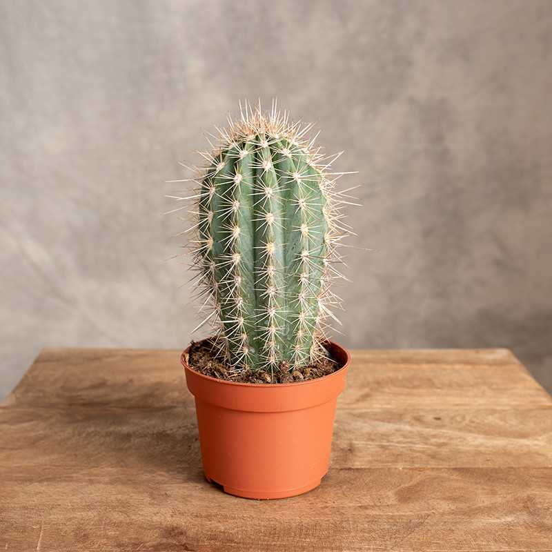 Pachycereus pringlei