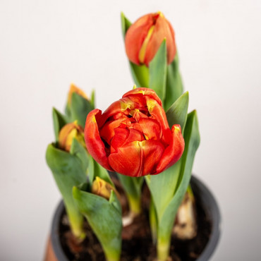 Tulipan 'Red Baby'