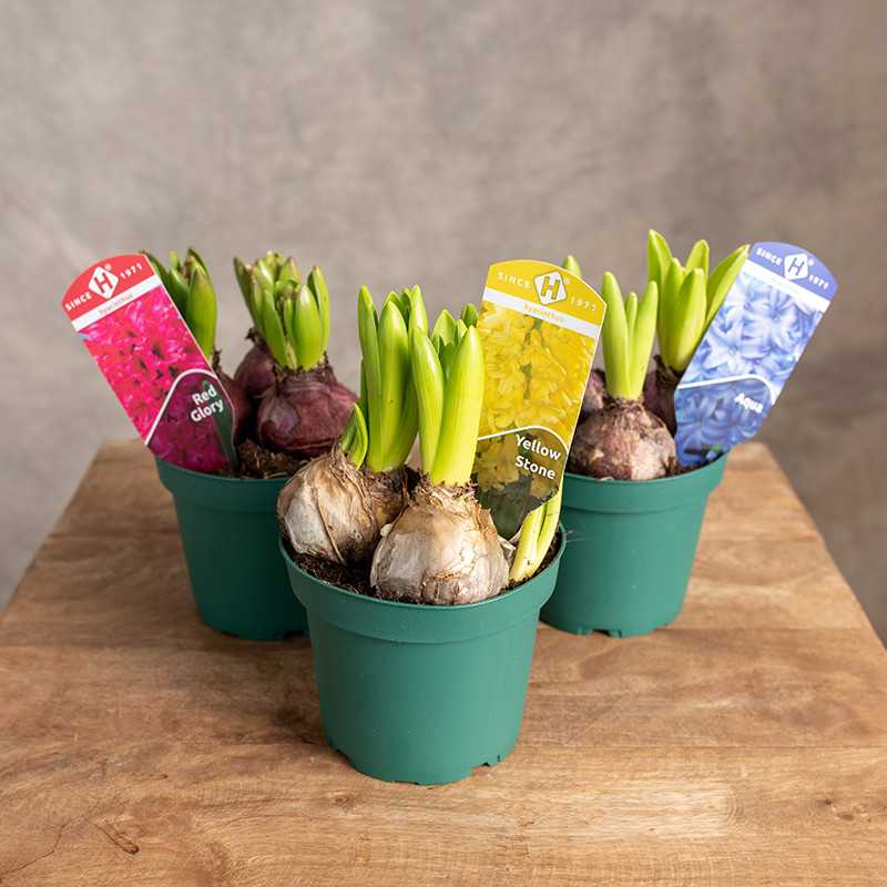 Hiacynt MIX kolorów