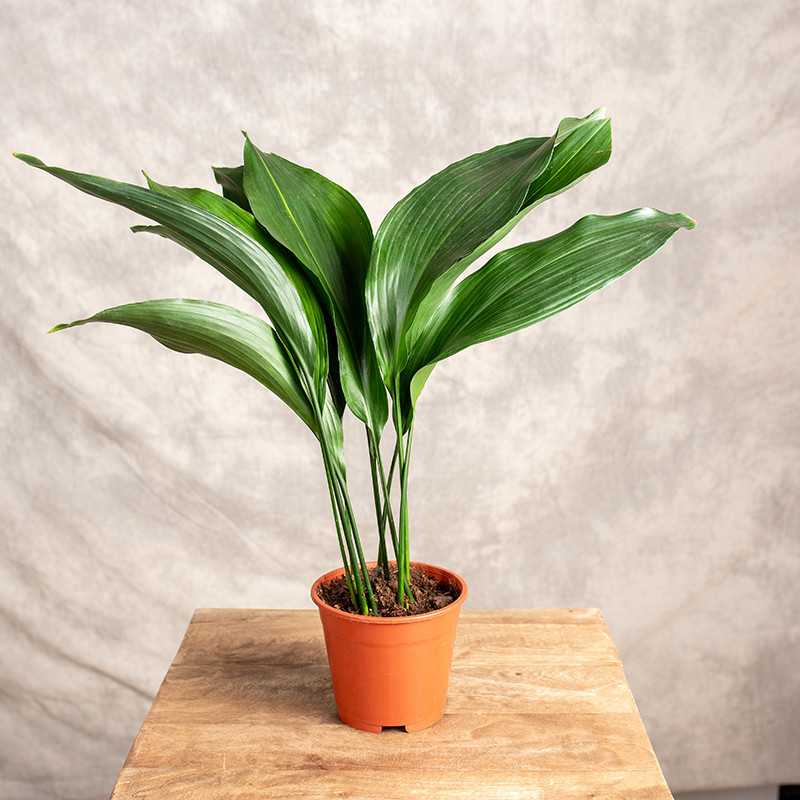 Aspidistra | Mała