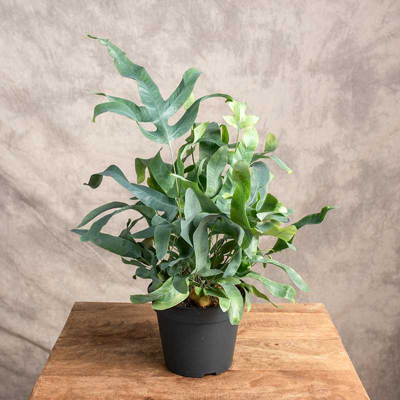 Paproć Flebodium 'Blue Star'