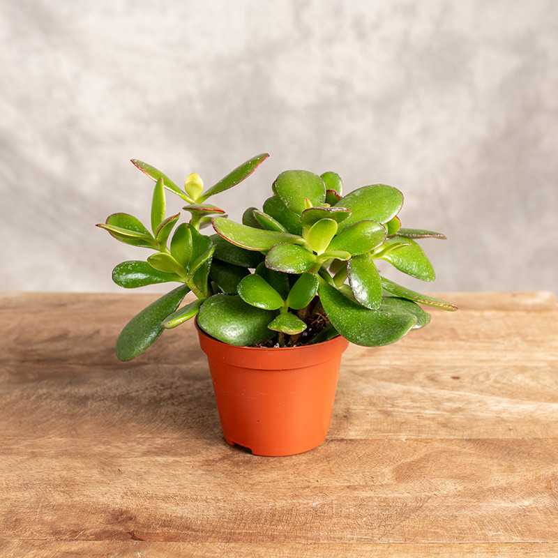 Grubosz 'Sunset' | Mały