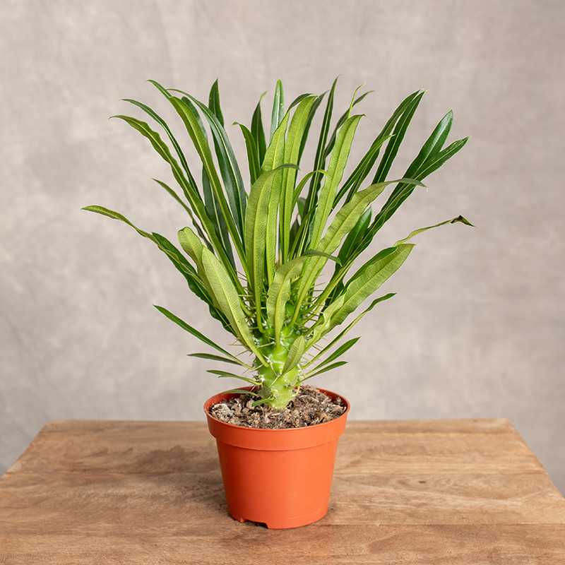 Pachypodium lamerei | Mały
