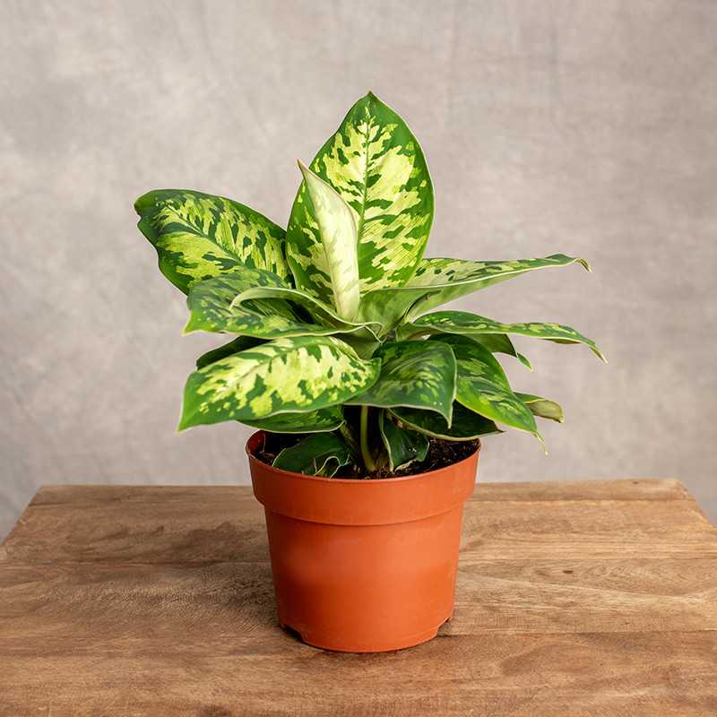 Homalomena 'Camouflage'