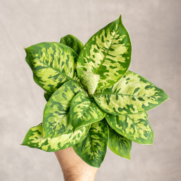 Homalomena 'Camouflage' | Tomaszewski