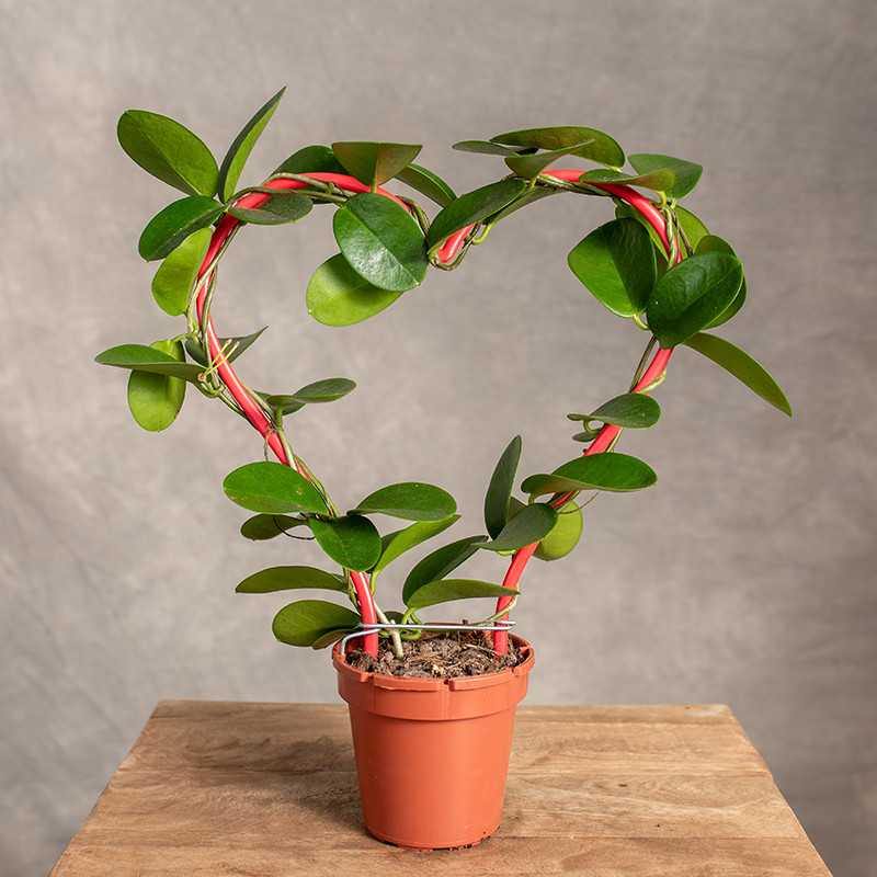 Hoja Australijska | Serce