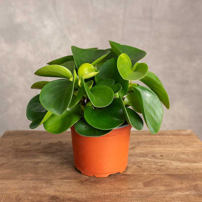 Peperomia 'Green Gold' | Mała