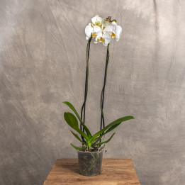 Storczyk duży | Biały | Phalaenopsis