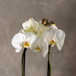 Storczyk duży | Biały | Phalaenopsis