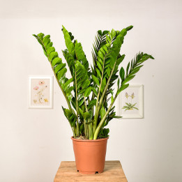 Zamiokulkas | Duży | Zamioculcas zamiifolia