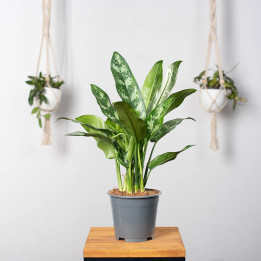 Aglaonema 'Maria' | Tomaszewski