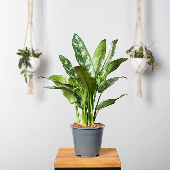 Aglaonema 'Maria' | Tomaszewski