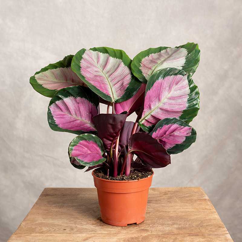 Kalatea 'Rosy'