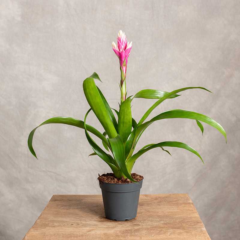 Guzmania 'Candy Pink'