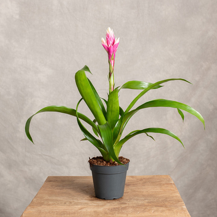 Guzmania 'Candy Pink' | Tomaszewski