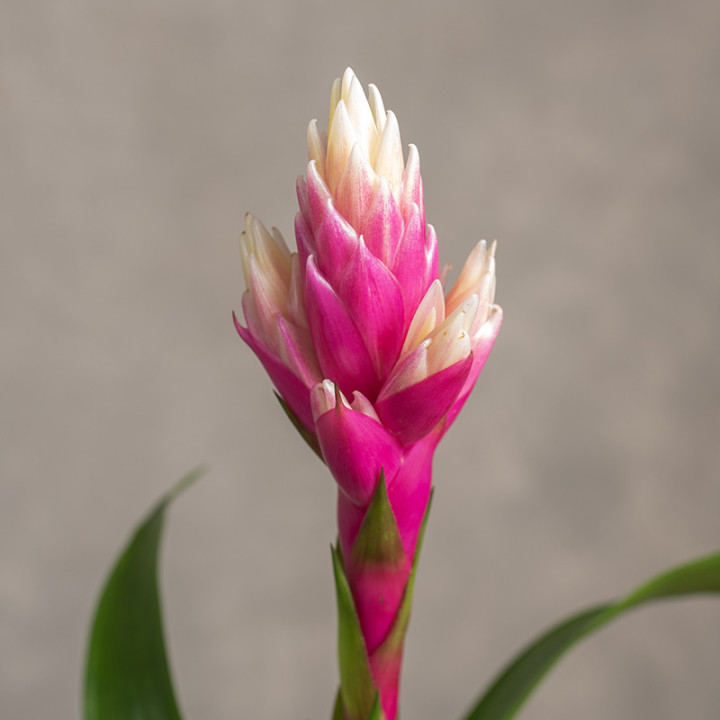 Guzmania 'Candy Pink' | Tomaszewski