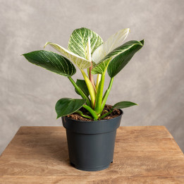 Filodendron 'Birkin' | Tomaszewski