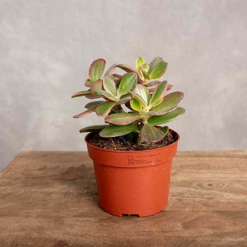 Grubosz 'Sunset Magic'