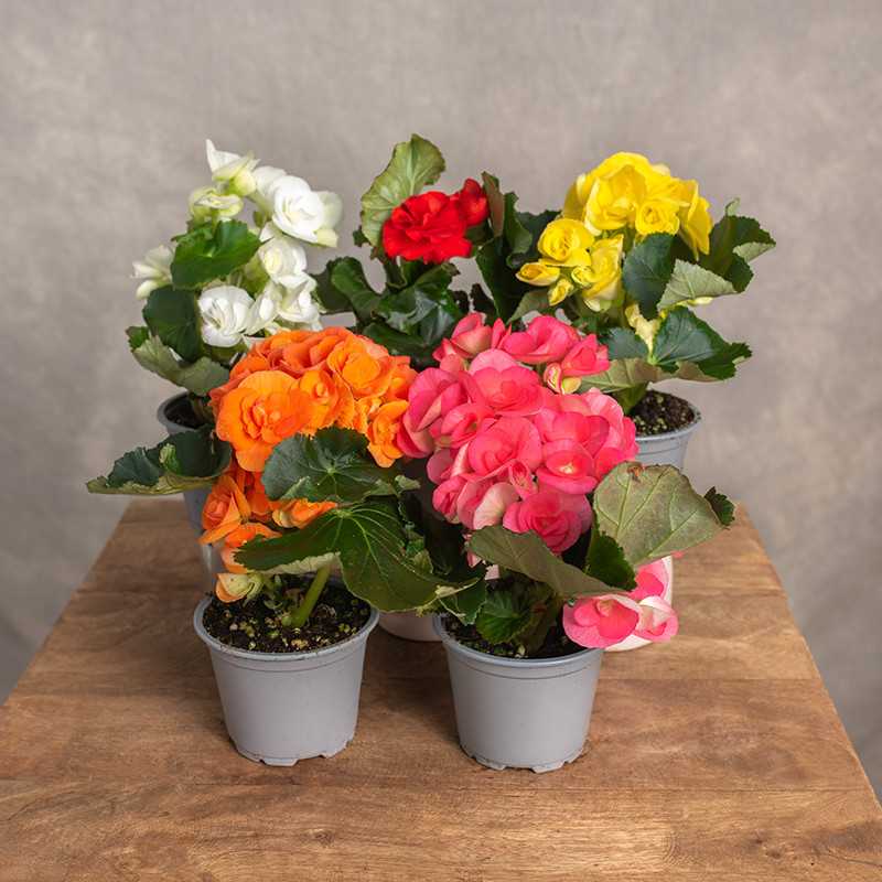 Begonia zimowa MIX kolorów...