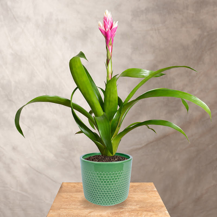 Guzmania 'Candy Pink' | Tomaszewski