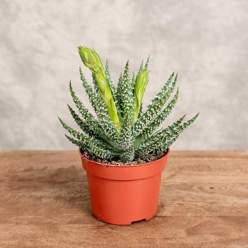 Aloes niski | Mały