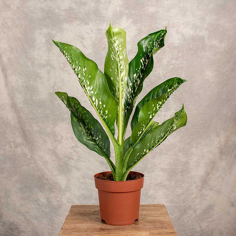 Difenbachia 'Caiman'