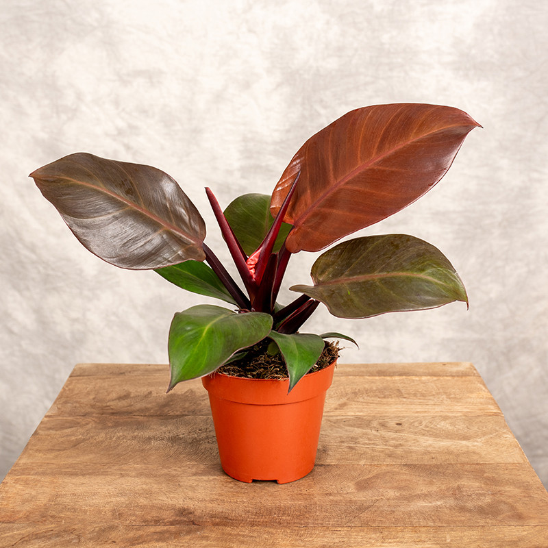 Filodendron 'Cherry Red' |...