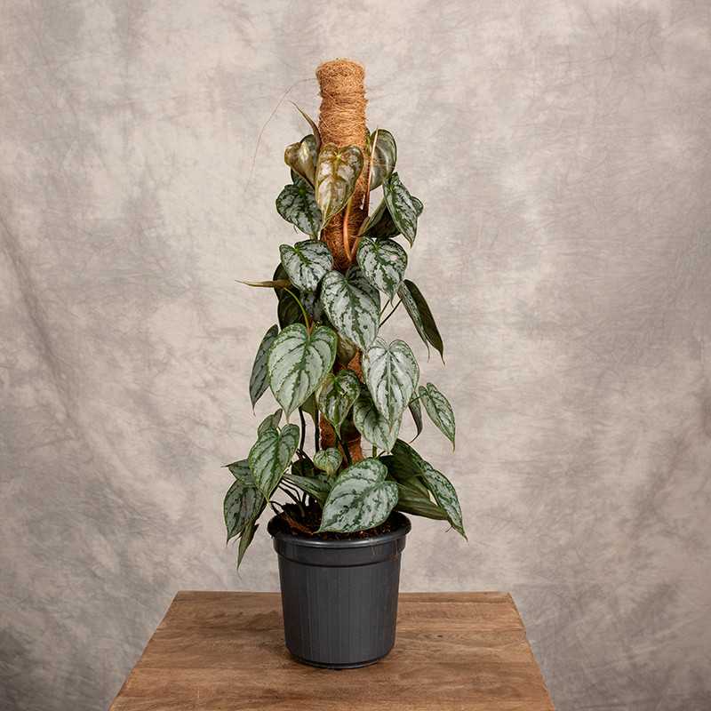 Filodendron Brandtianum |...