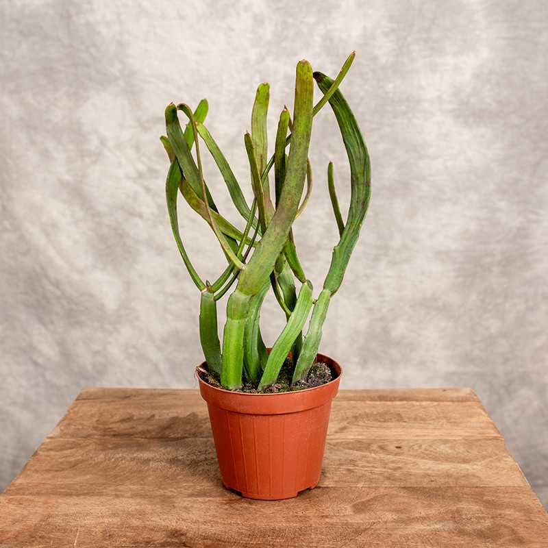 Euphorbia xylophylloide