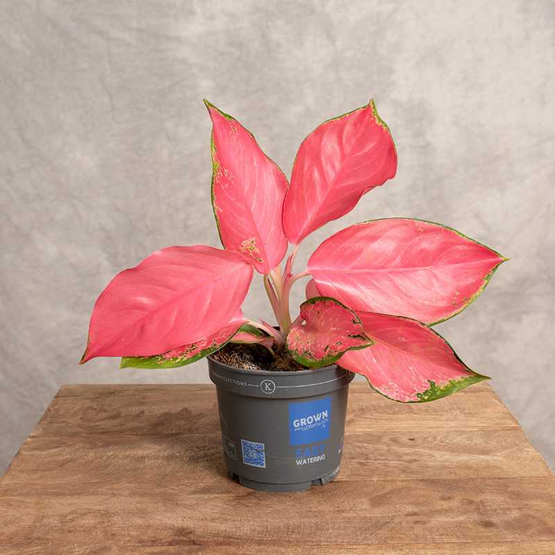 Aglonema 'Valkyrie'