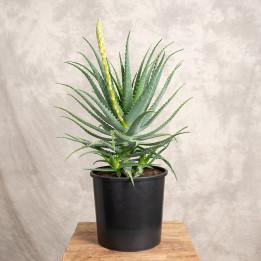 Aloes drzewiasty | Tomaszewski