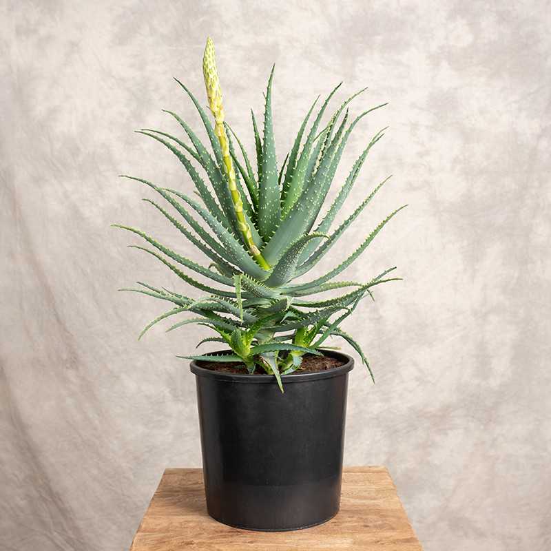 Aloes drzewiasty | Duży