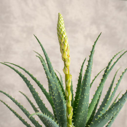 Aloes drzewiasty | Tomaszewski