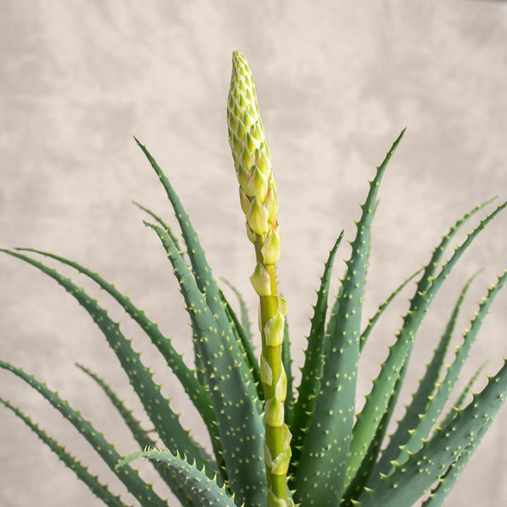 Aloes drzewiasty | Tomaszewski